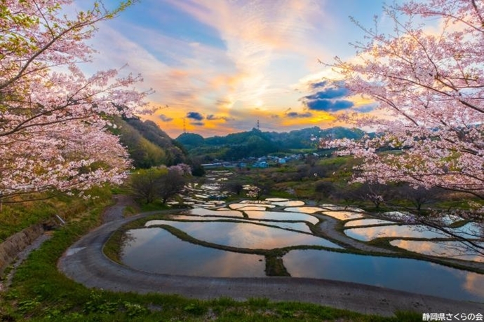 写真：準特選1桜の風景