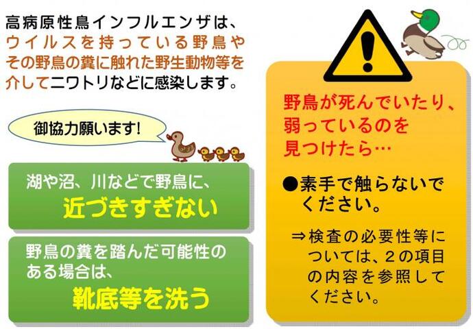 イラスト：高病原性鳥インフルエンザは、ウイルスを持っている野鳥やその野鳥の糞に触れた野生動物等を介してニワトリなどに感染します。