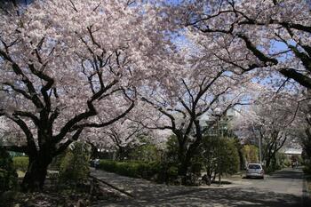 写真：桜の木