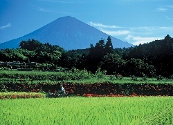 写真：夏の田園風景