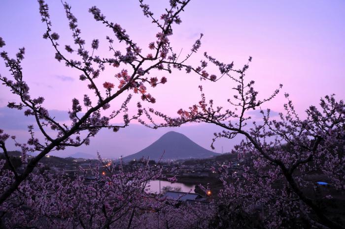 写真：讃岐富士