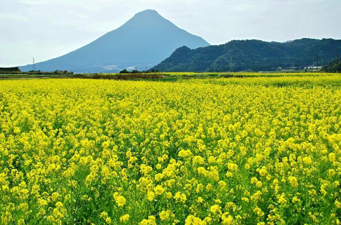 写真：薩摩富士