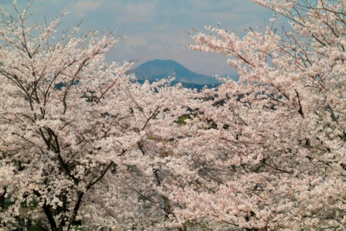 写真：出羽富士