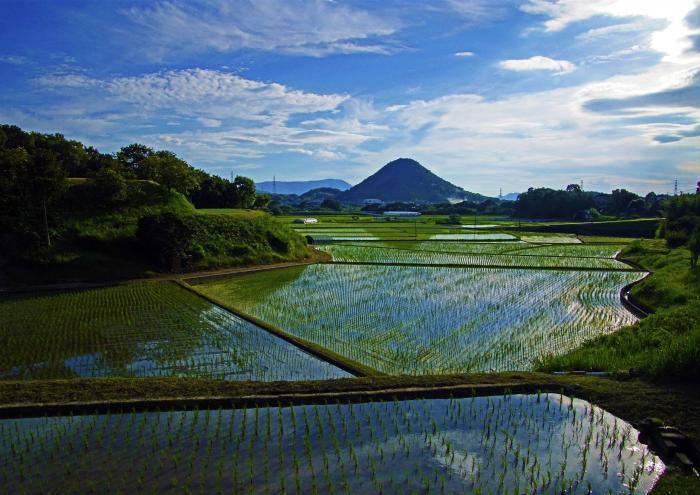 写真：羽床富士