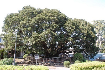 写真：蓮着寺のヤマモモ