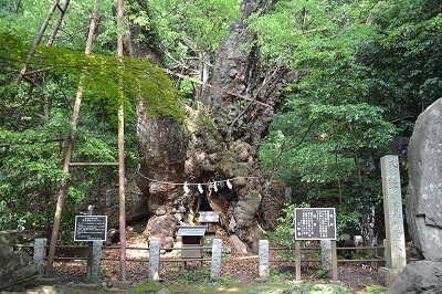 写真：葛見神社の大クス