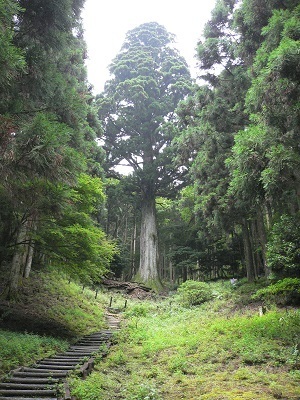 写真：天城の太郎スギ