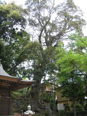 写真：日枝神社のイチイカシ