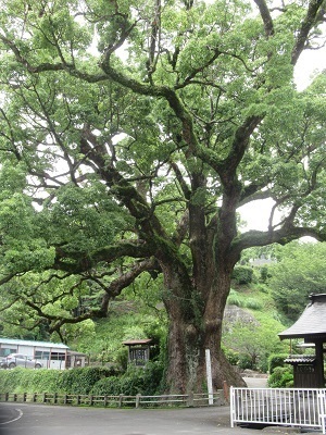 写真：安楽寺のクス