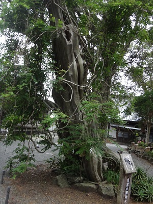 写真：白浜神社のビャクシン樹林