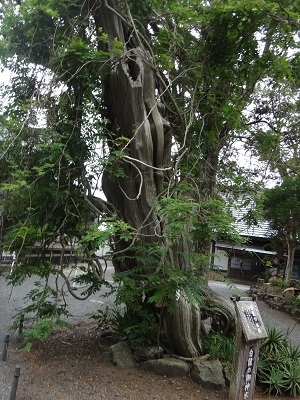 写真：白浜神社のビャクシン樹林