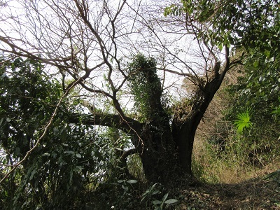 写真：峯貝戸の大桑