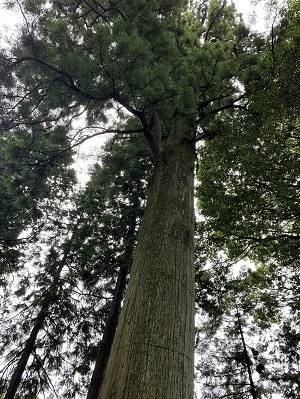 写真：永塚の大杉