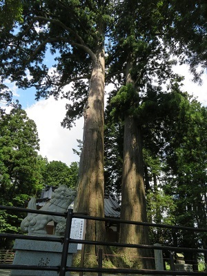 写真：川柳浅間神社の杉