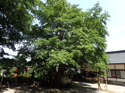 写真：松崎伊那下神社の公孫樹