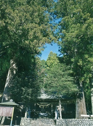 写真：徳山浅間神社の鳥居スギ