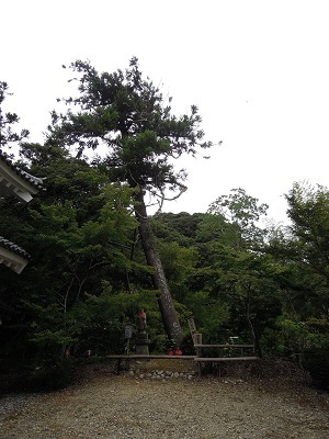 写真：油山寺の御霊杉