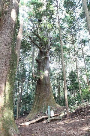 写真：智満寺の十本スギ