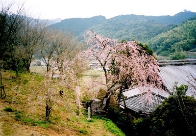 写真：慶寿寺の枝重櫻