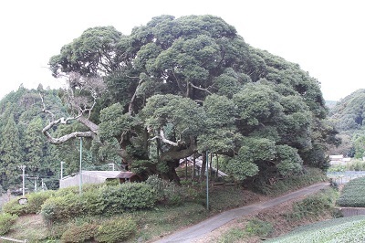 写真：安田の大椎