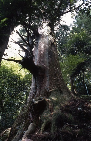 写真：高根神社の杉