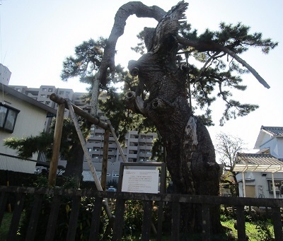 写真：法橋の松