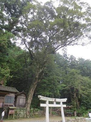 写真：米沢諏訪神社のイチイガシ
