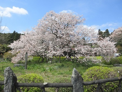 写真：狩宿の下馬ザクラ