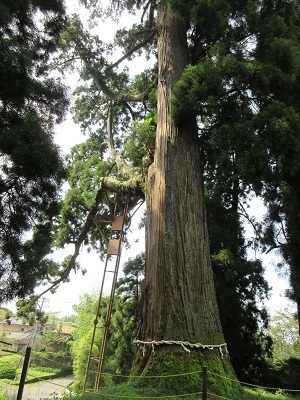 写真：村山浅間神社の大杉