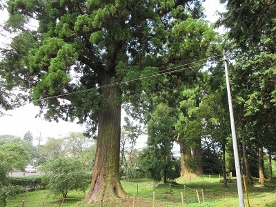 写真：北山本門寺の杉
