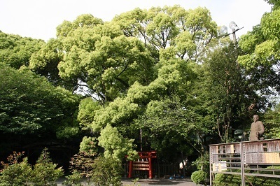 写真：富知六所浅間神社の大樟