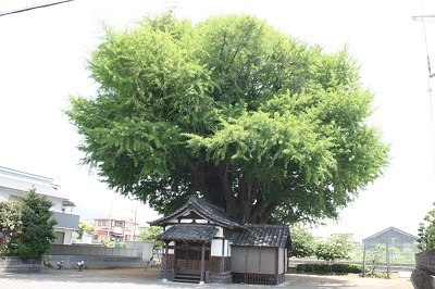 写真：富士岡地蔵堂のイチョウ