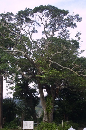 写真：善明院のイスノキ・クロガネモチ合着樹