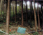 写真：スギ人工林整備前