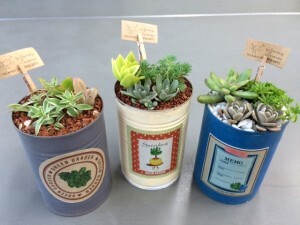 写真：リメイク缶に多肉植物が植えられている様子