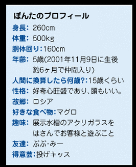 イラスト：ぽんたのプロフィール 1 身長260cm 2 体重500kg 3 胴体回り160cm 4 年齢5歳(2001年11月9日に生後約6ヶ月で仲間入り) 5 人間に換算したら何歳?15歳くらい 6 性格好奇心旺盛であり、頭もいい。 7 故郷ロシア 8 好きな食べ物マグロ 9 趣味展示水槽のアクリガラスをはさんでお客様と遊ぶこと 10 友達ぶぶ・みー 11 得意芸 投げキッス