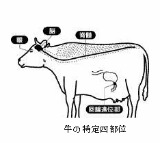 イラスト：牛の特定四部位