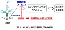 イラスト：tRNAによるミス翻訳とがんの関係