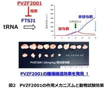 イラスト：PVZF2001の作用メカニズムと動物試験効果