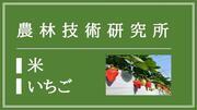 農業技術研究所（米・いちご）