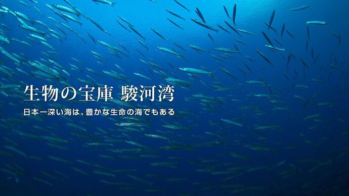 生物の宝庫駿河湾 日本一深い海は、豊かな生命の海でもある