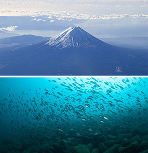 写真：富士山と駿河湾