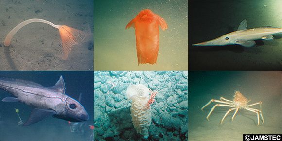 写真：駿河湾に生息する多様な深海生物