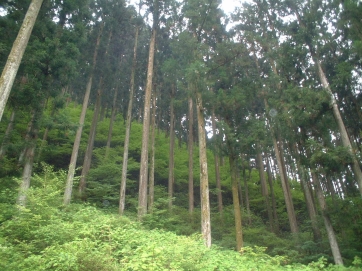 健全な森林の写真