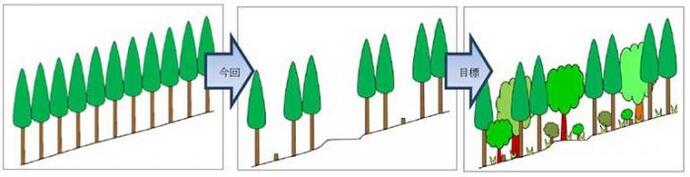 イラスト：針葉樹と広葉樹が混じる森林への変化