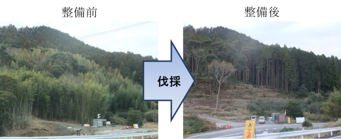 写真:竹林整備 前後