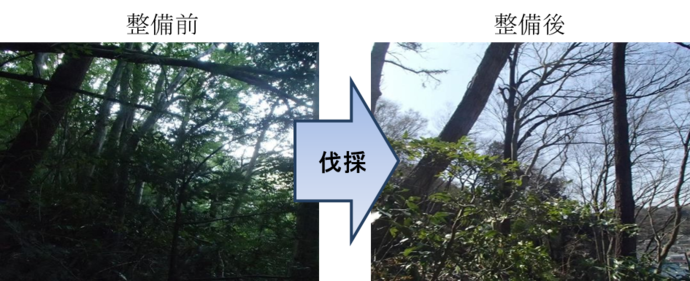 写真:広葉樹整備 前後