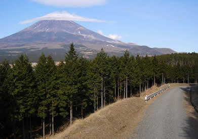 富士山を背景にした林道の写真