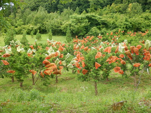 野外採種園
