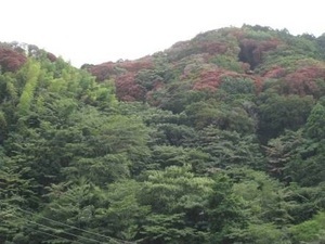 写真：ナラ枯れ遠景